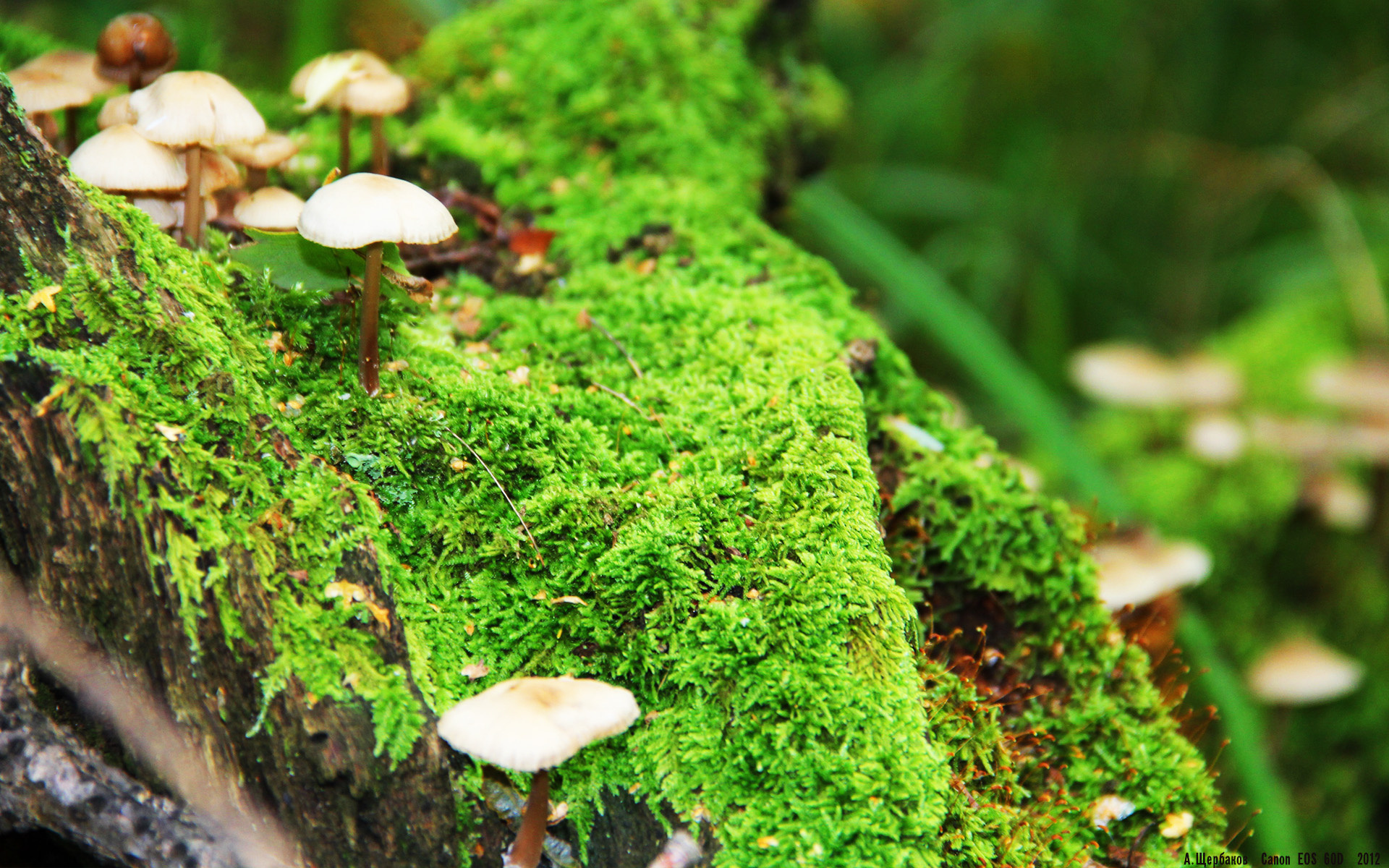 爱游戏在线-引擎轰鸣背后的寂静逆袭，当哈斯用非主流智慧绞杀阿斯顿·马丁