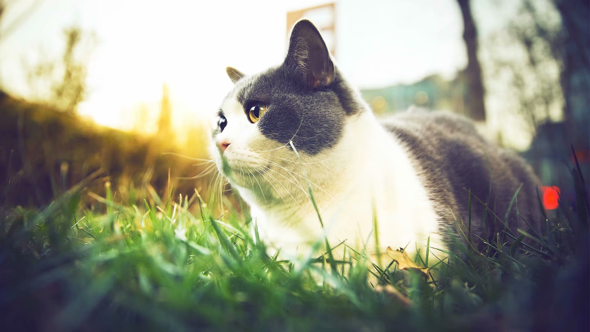 网球的裂变，当拉沃尔杯用团队烈火，熔化了联合杯的国家冰川