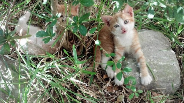 爱游戏-刺穿寂静的刀锋，布克关键节点得分，现代篮球的孤胆英雄诗