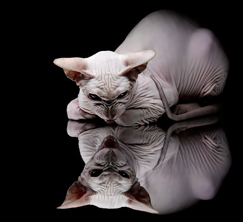 爱游戏下载-北欧雄狮怒吼年度焦点之战，瑞典争冠战力克奥地利，夺冠之路势不可挡