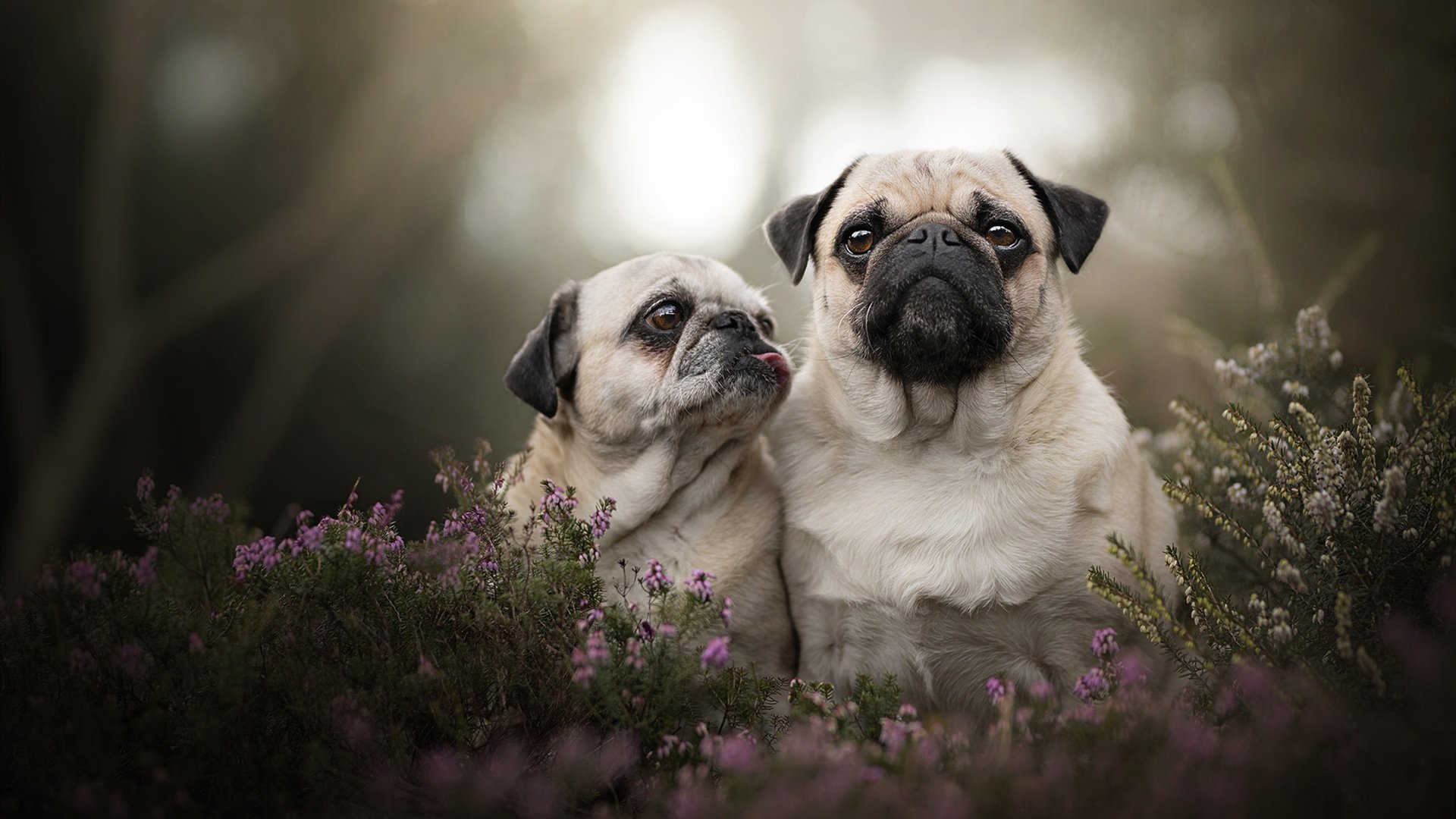 爱游戏娱乐-广厦化身东方字母哥，单节50分造惊天惨案，当团队意志吞噬星辰