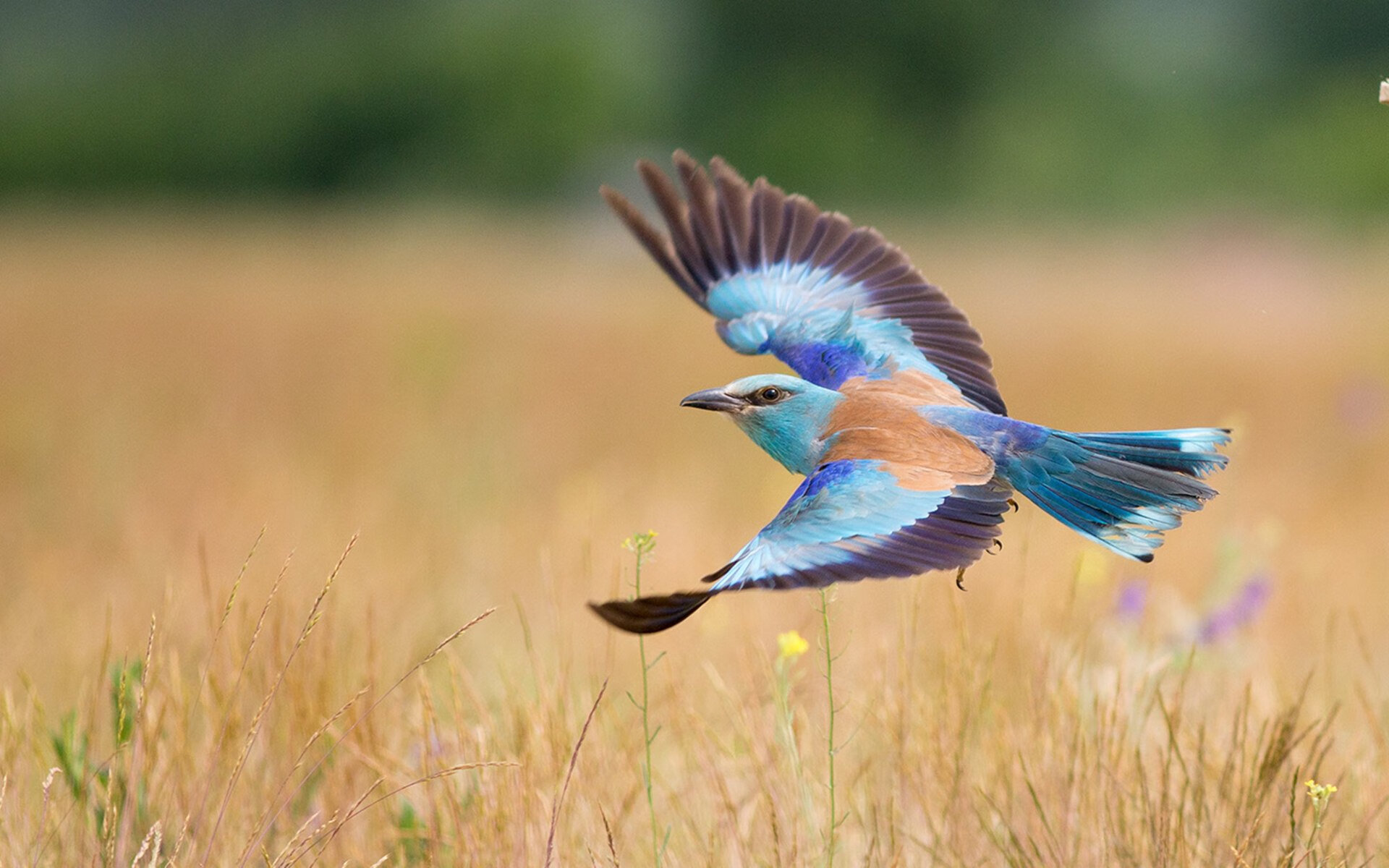 爱游戏APP-当数字沉默时统治已诞生，奥亚尔萨瓦尔与葡萄牙的非典型碾压哲学