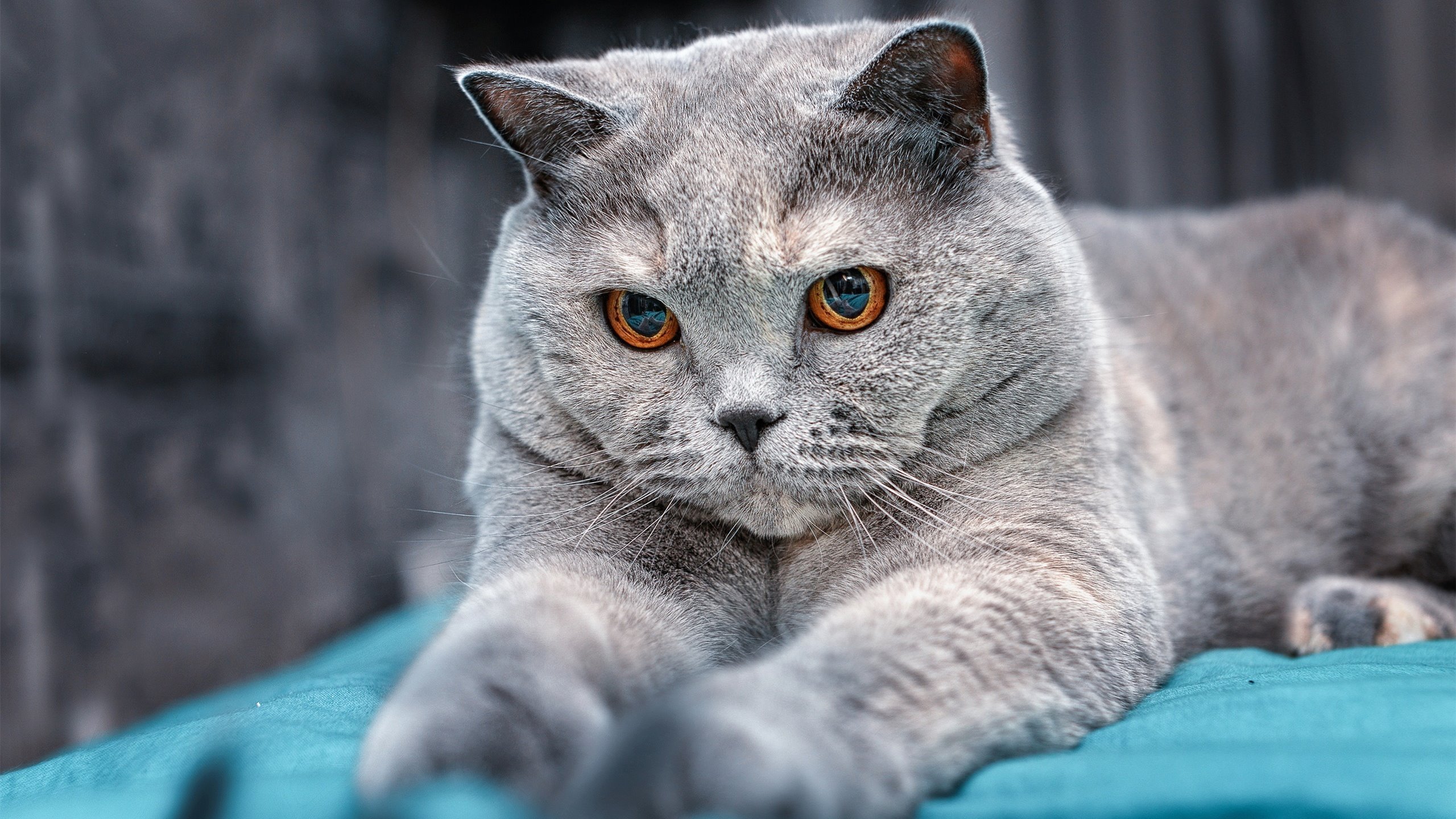 风暴与寒流，当拉亚的双翼遮蔽了韩国的天空