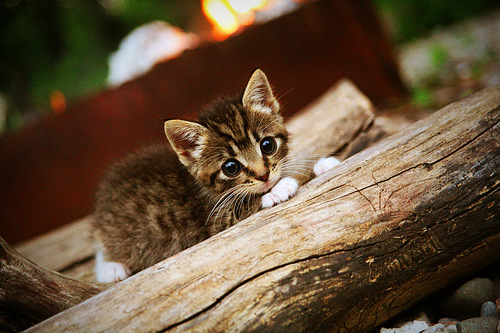 詹姆斯跨联盟协防！山西队主场力擒魔术，锁死战术震惊篮球界