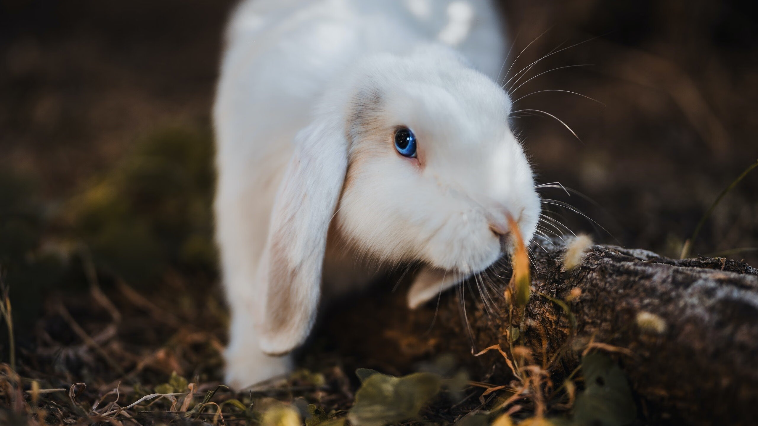 爱游戏-达拉斯的地板听见海潮声