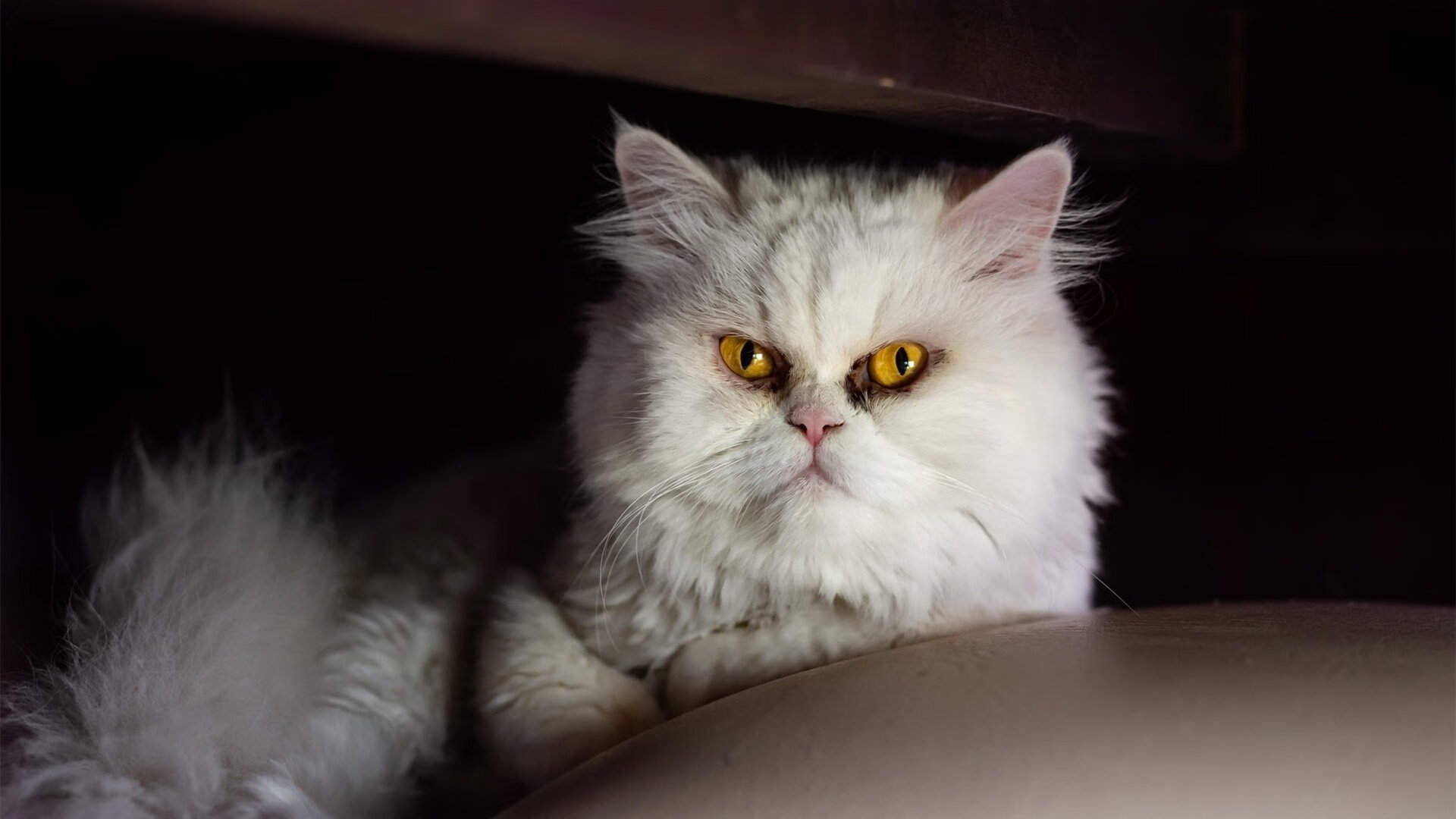 伯纳乌的雨与凤凰城的声浪,一场跨越时空的得分盛宴