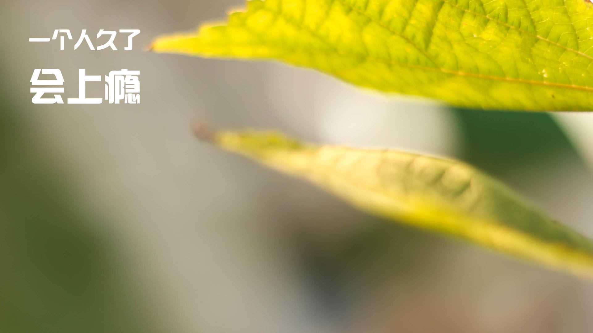 双狮夺宝，一帅定音，京多安如何平息一场横跨伊比利亚与凯尔特的争夺战