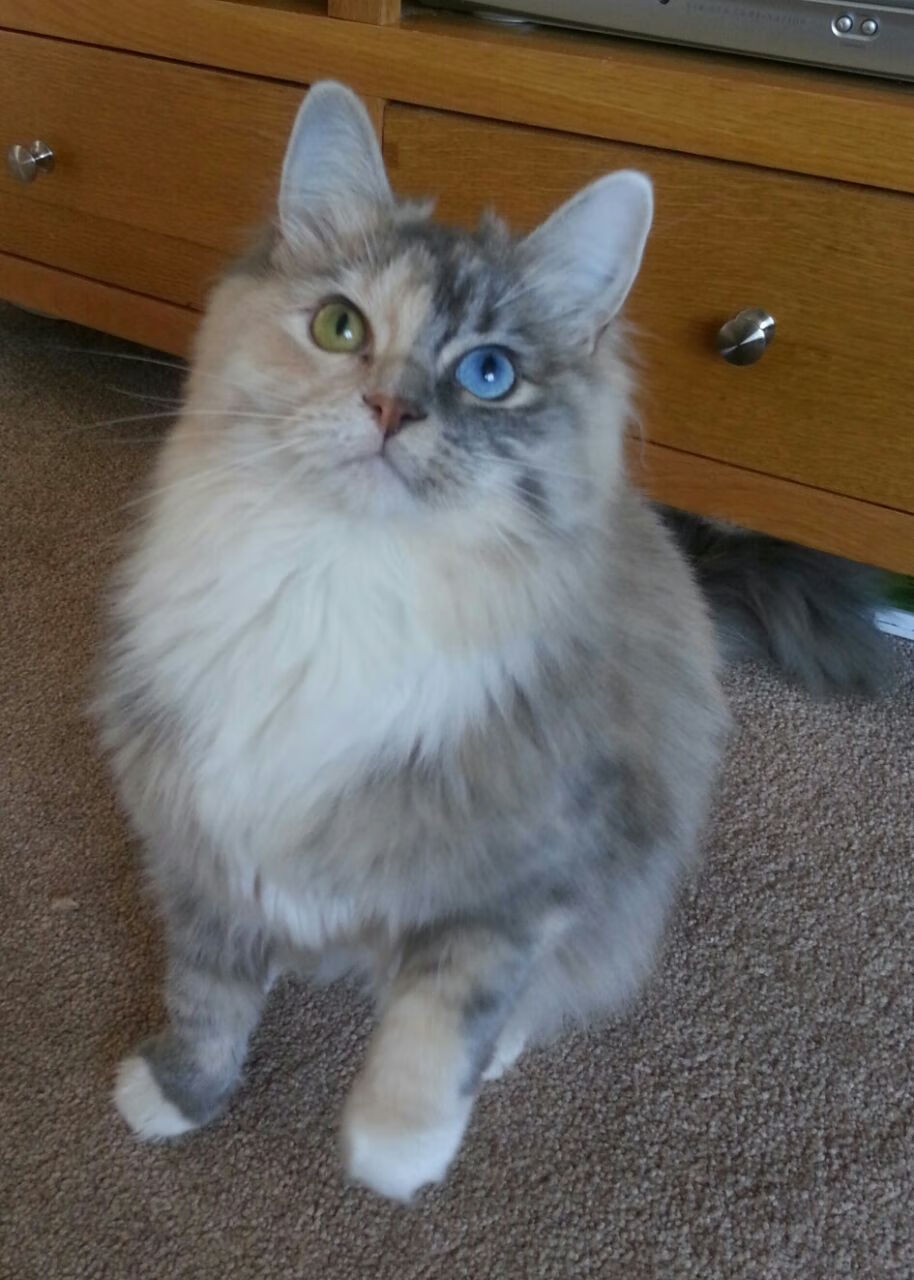 旧神黄昏,新王当立,格鲁吉亚妖星撕碎摩纳哥的完美夜晚