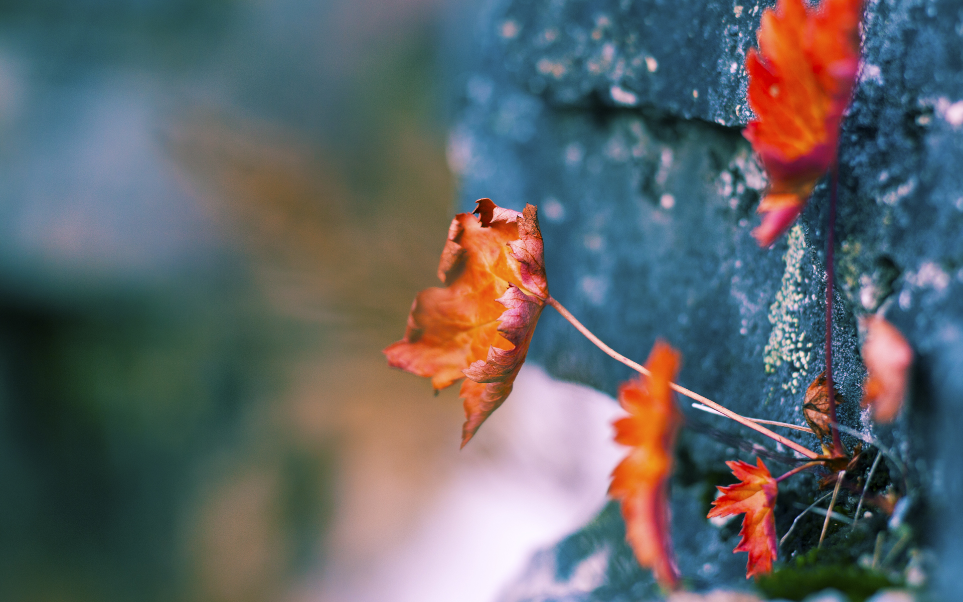 从嘘声到神祇,卡拉斯科用一记耳光完成终极救赎