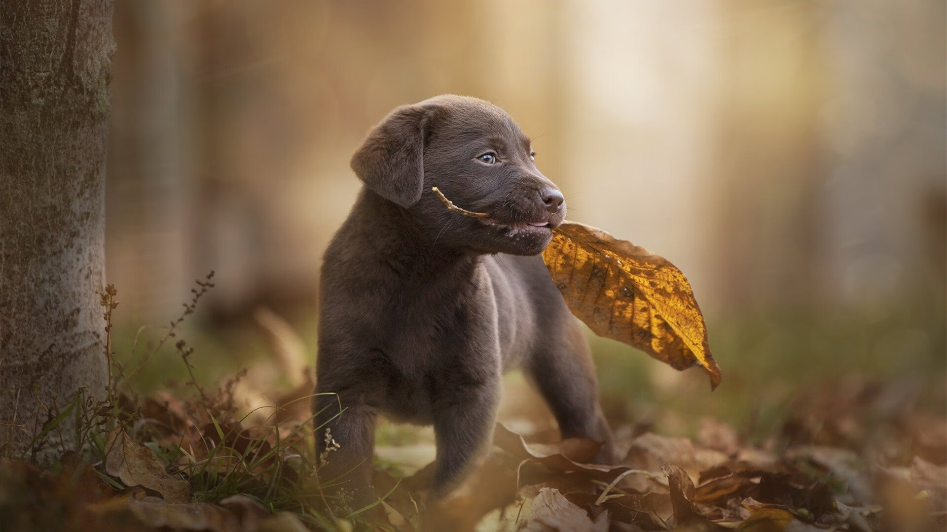 三笘薰现象,当亚洲灵感在巴黎之夜碰撞非洲狂想