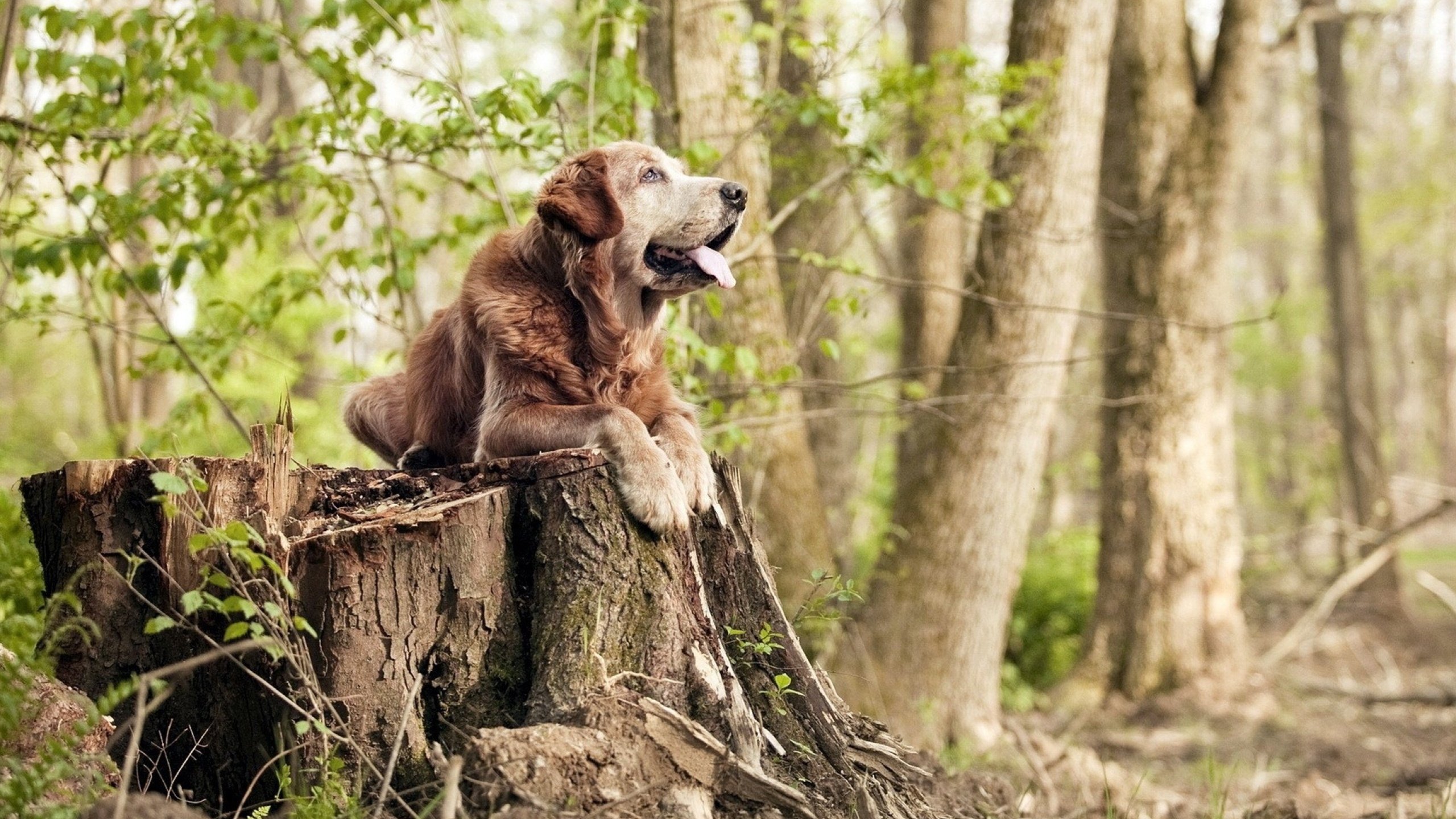 从北非沙漠到欧洲绿茵，楚阿梅尼用实力为突尼斯代言，强压贝蒂斯诠释现代中场价值
